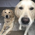 Two Golden Retrievers